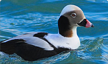 Local Excursions & Programs